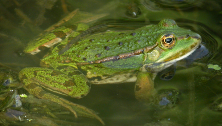 Amphibiens : l'équipe LPO Bretagne sur le terrain !